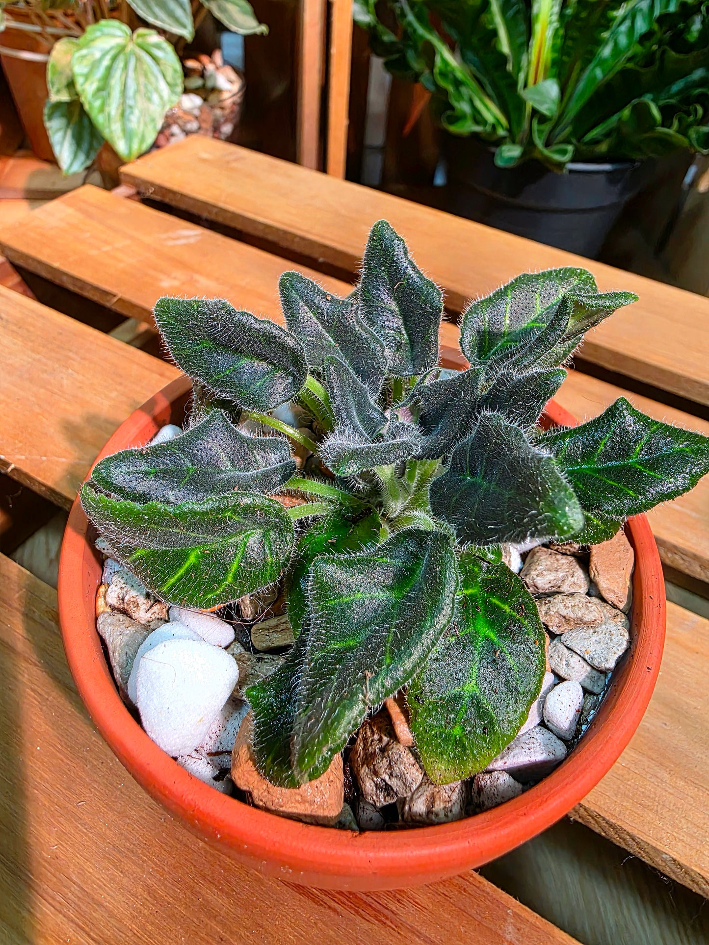 Metapetrocosmea peltata 海南盾葉報春