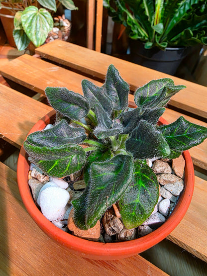 Metapetrocosmea peltata 海南盾葉報春