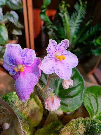Streptocarpus ionqnthus 非洲紫羅蘭 - Robs Combustible Pigeon