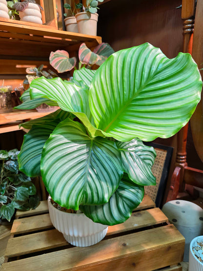Calathea orbifolia 青蘋果竹芋