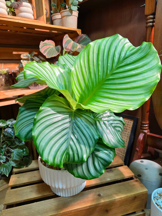Calathea orbifolia