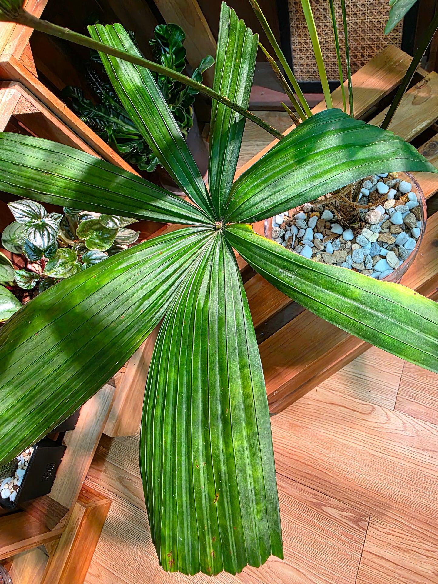 Licuala mattanensis Mapu 花斑刺棕櫚