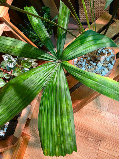 Licuala mattanensis Mapu 花斑刺棕櫚