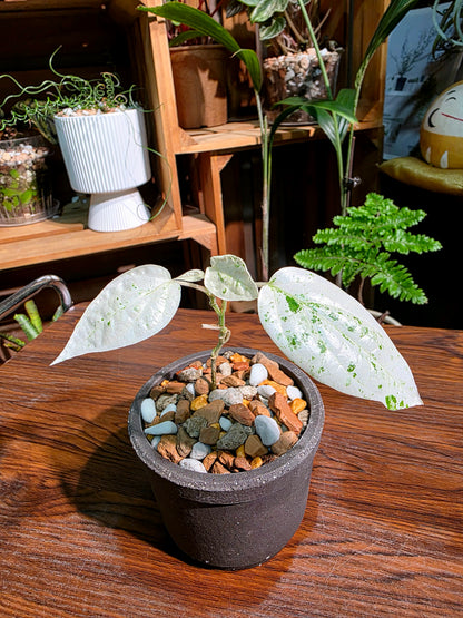 Piper variegated mint 薄荷胡椒