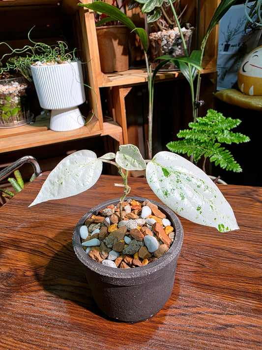 Piper variegated mint 薄荷胡椒