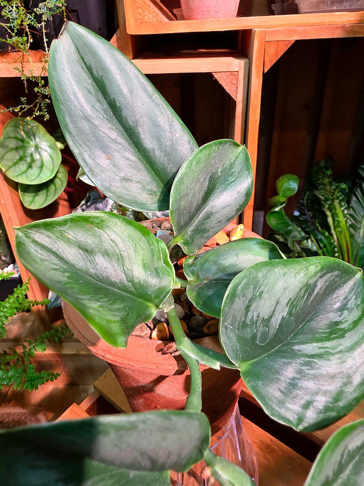 Scindapsus treubii Moonlight 藍月光藤芋