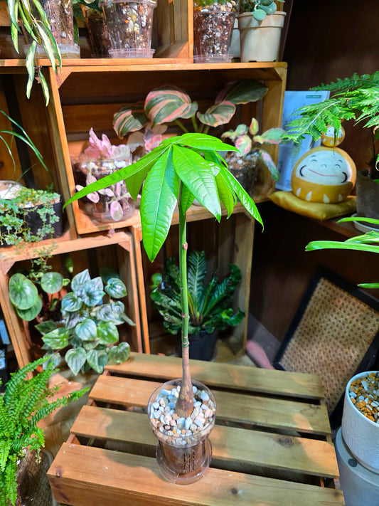 Pachira aquatica Malabar chestnut money tree