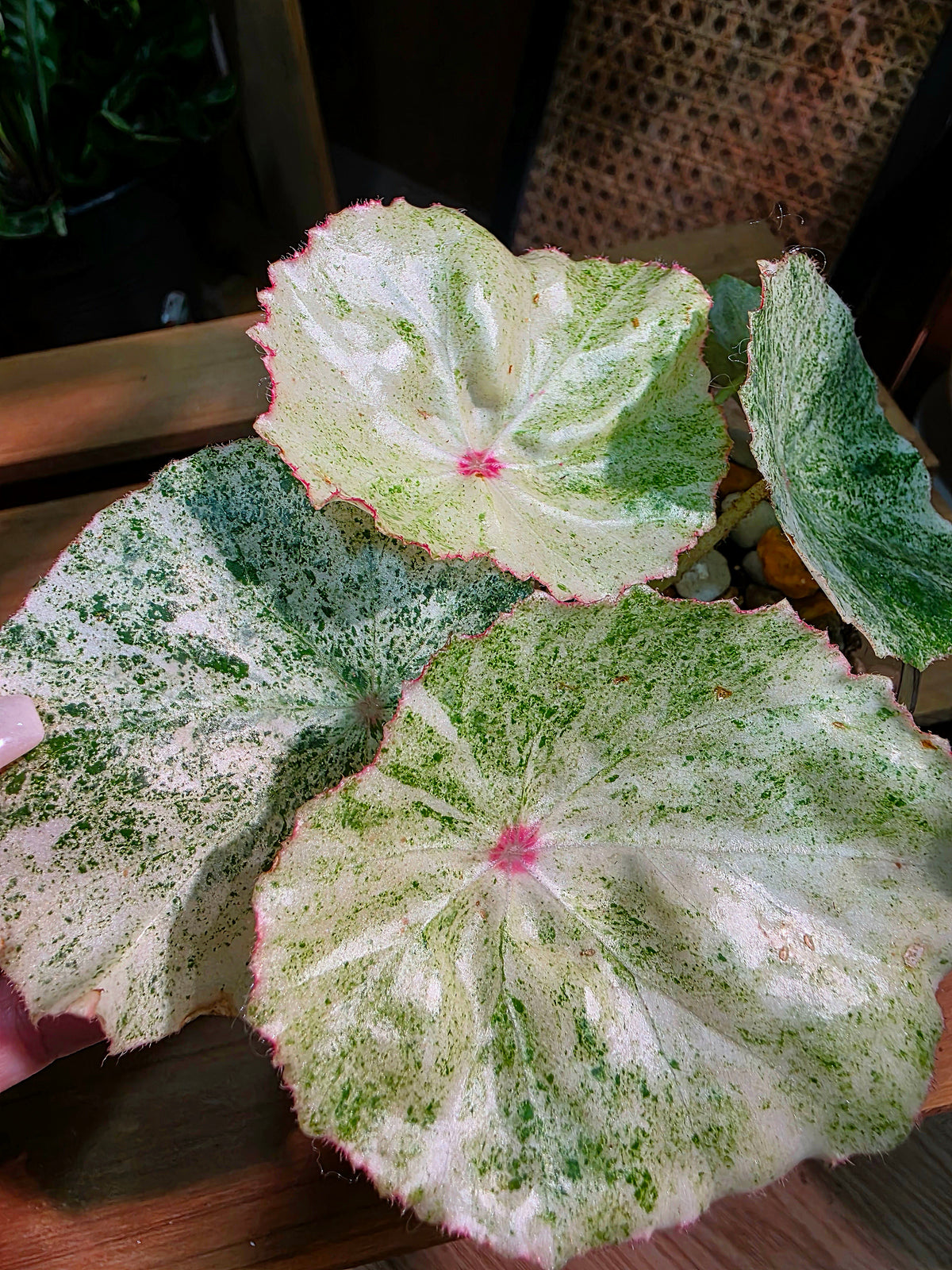 Begonia rouge variegated 胭脂錦秋海棠