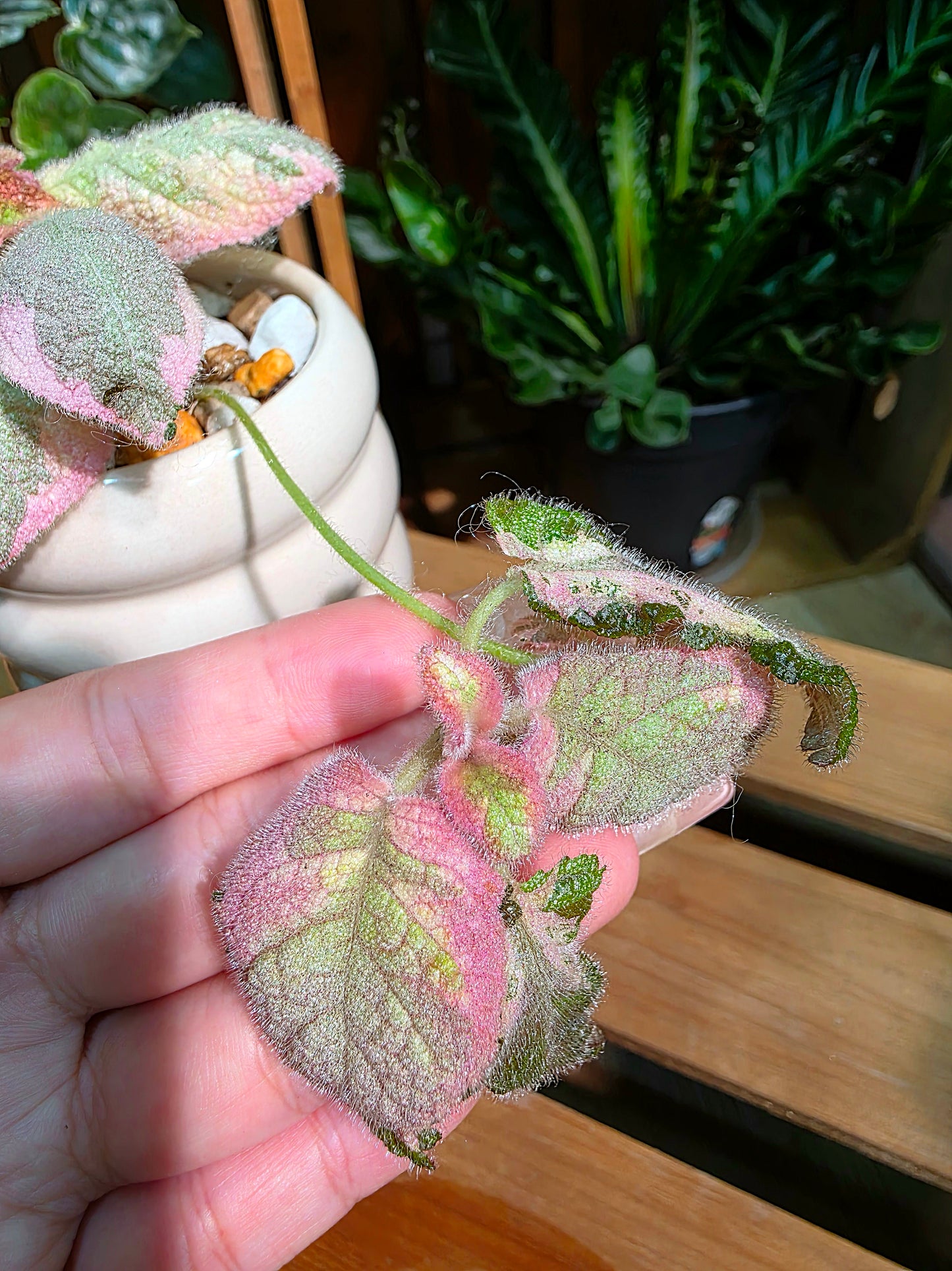 Episcia Picasso 畢卡索喜蔭花