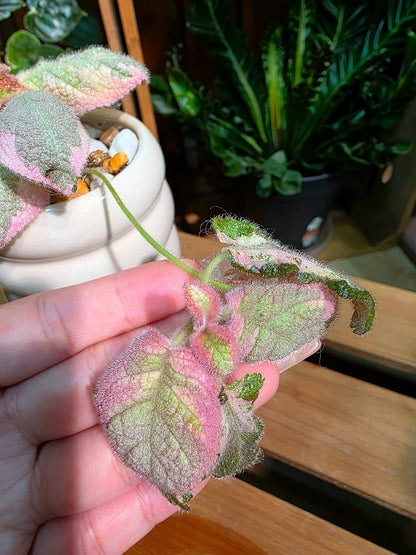 Episcia Picasso 畢卡索喜蔭花