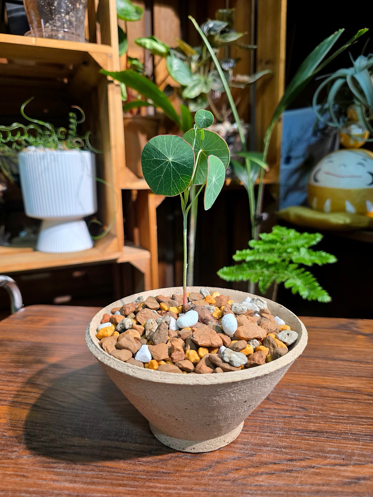 Stephania erecta 圓葉山烏龜