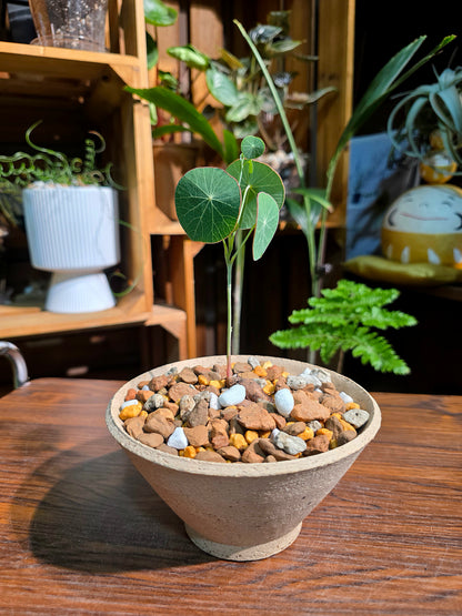 Stephania erecta 圓葉山烏龜