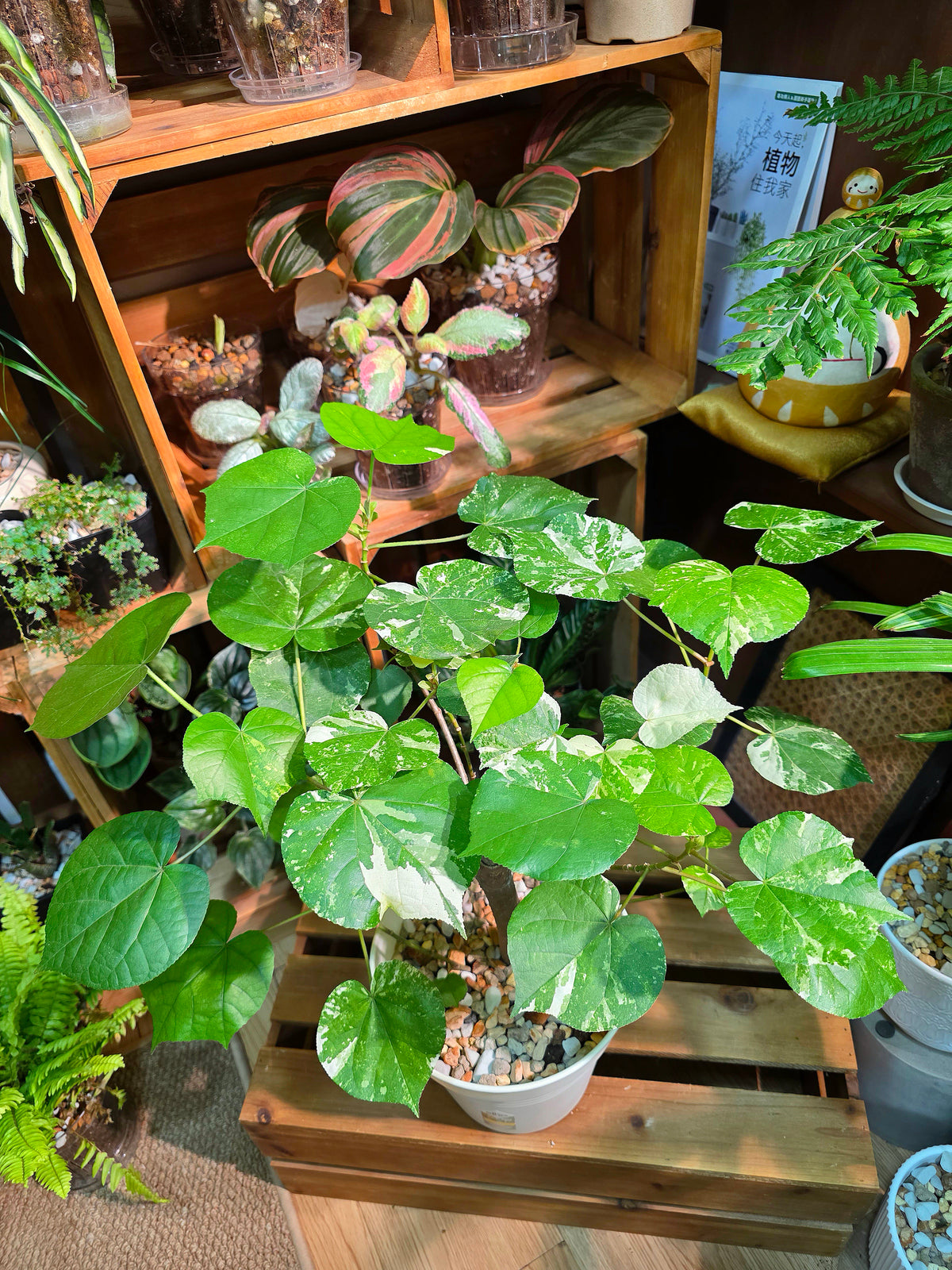 Hibiscus tiliaceus Tricolor 花葉黃槿