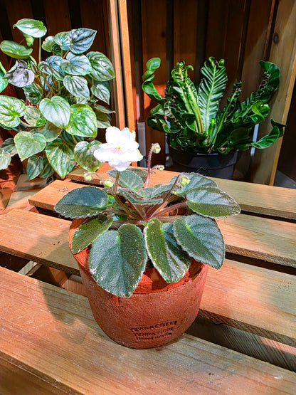 Streptocarpus ionqnthus 非洲紫羅蘭 - Green dragon