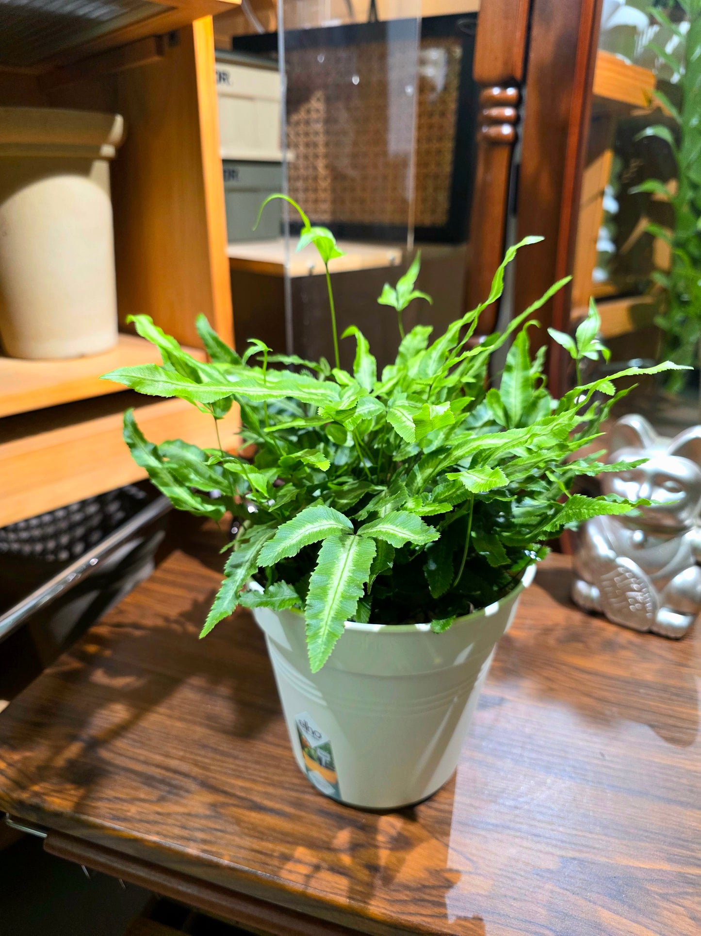 Fongere pteris nipponica 阿波銀線蕨