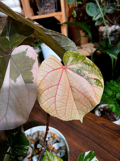 Hibiscus tiliaceus tricolor 花葉黃槿