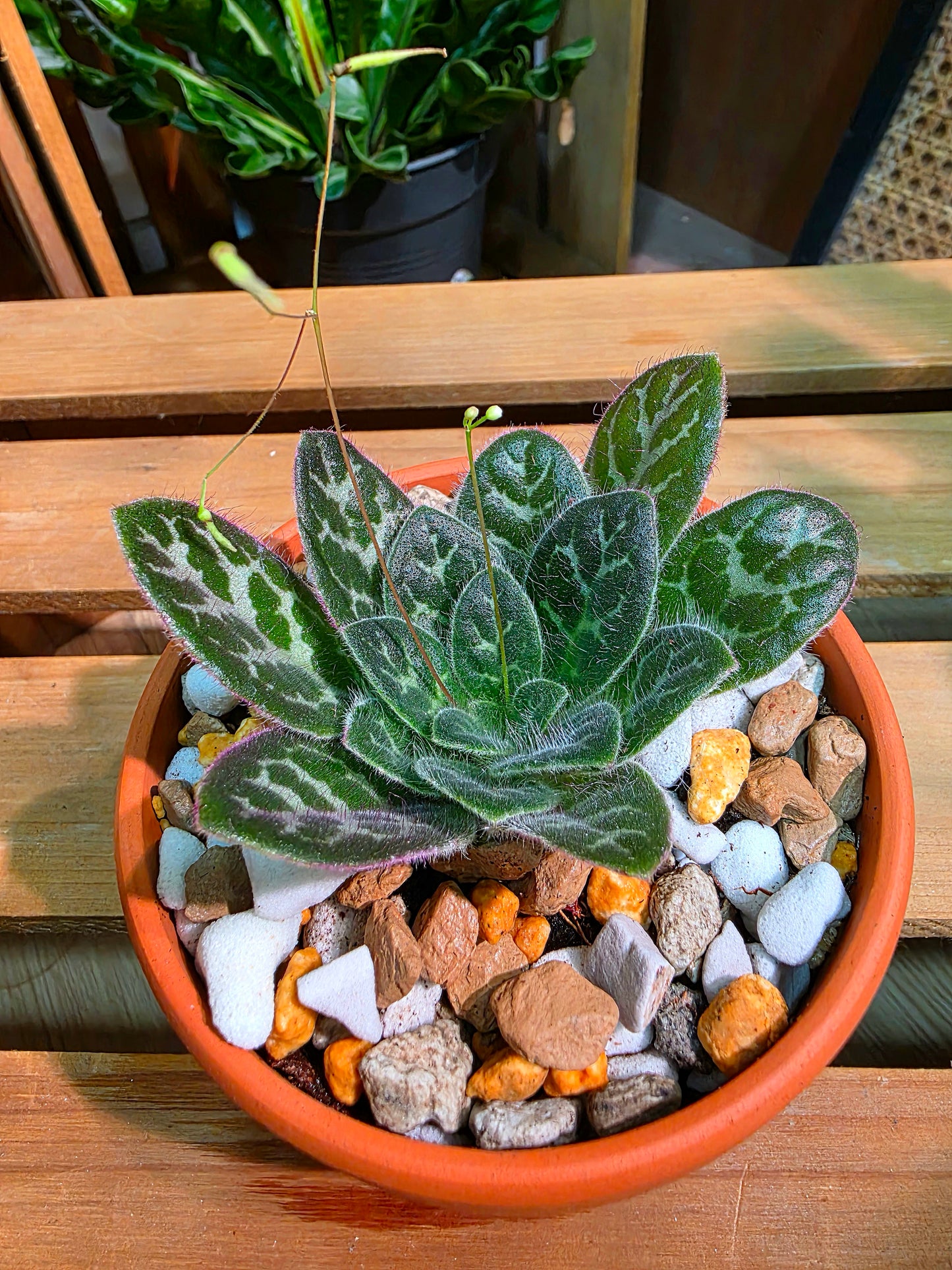 Primulina sinovietnamica