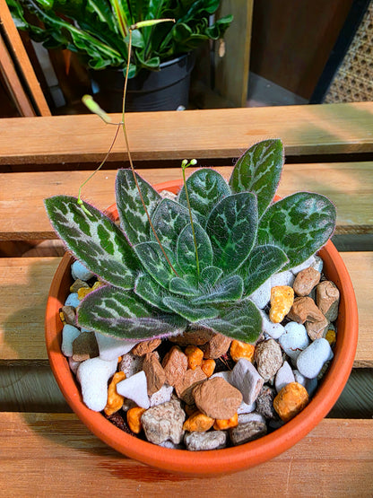 Primulina sinovietnamica
