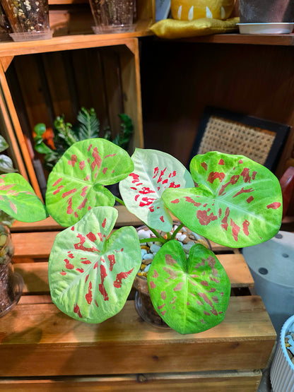 Mini Matcha Red Bean Caladium