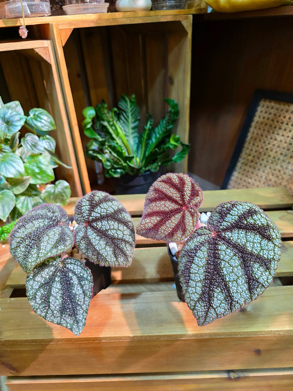 Begonia masoniana diamond 鑽石鐵十字秋海棠