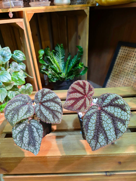 Begonia masoniana diamond 鑽石鐵十字秋海棠