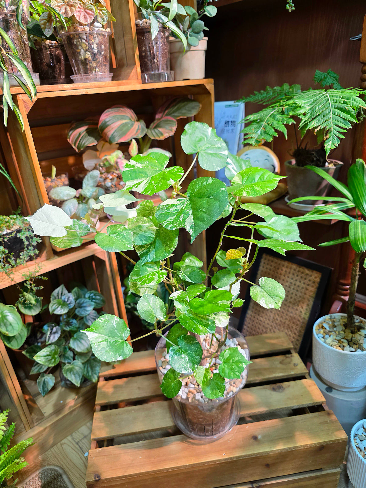 Tricolor Mahoe