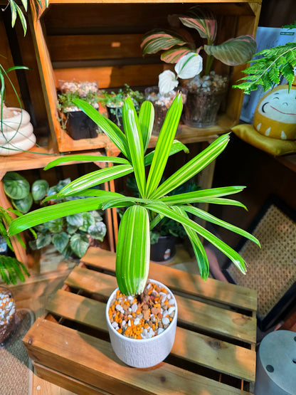 Rhapis excelsa variegated 斑葉棕竹