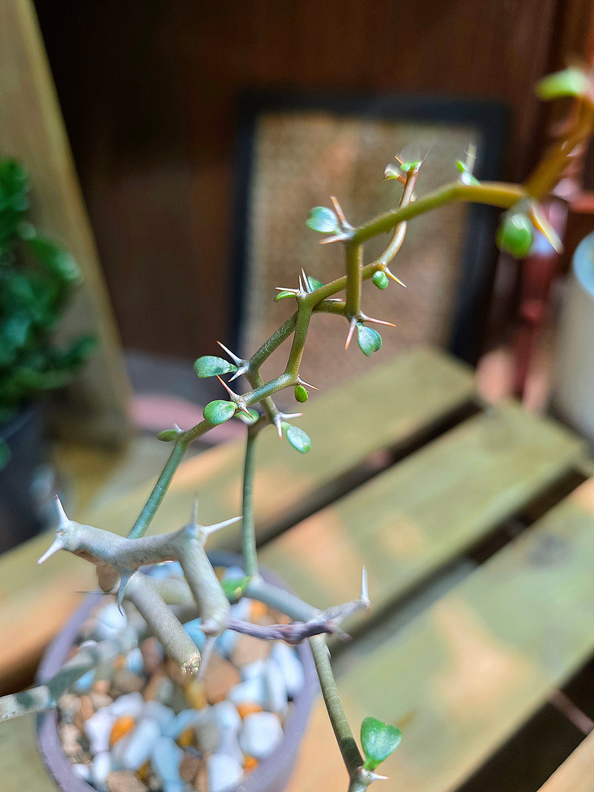 Decarya madagascariensis 彎彎曲曲樹