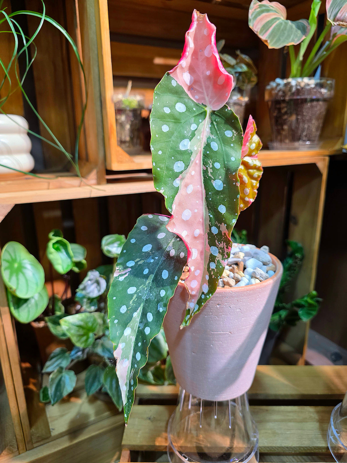 Begonia maculata variegated pink