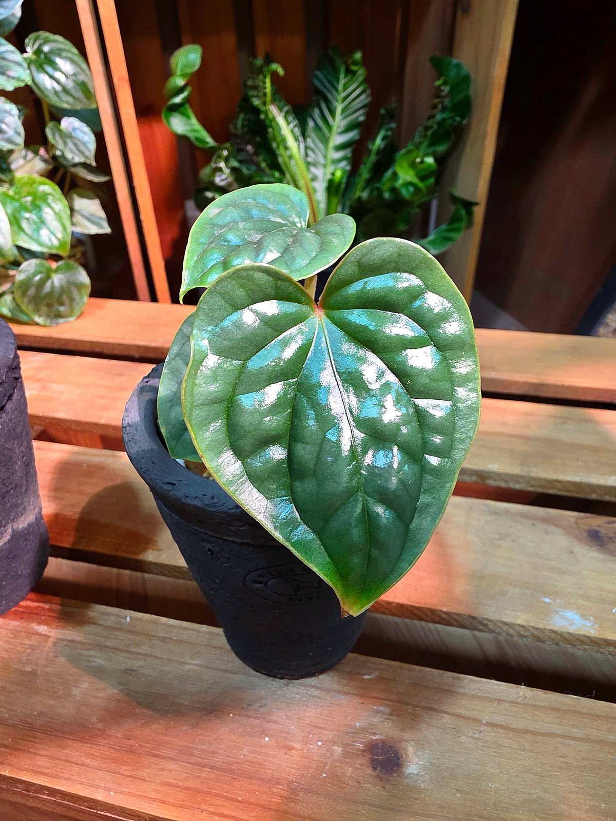 Anthurium luxurians platinum