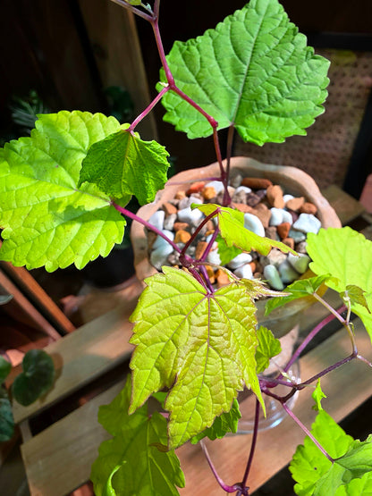 Ampelopsis Humulifolia Bge 金葉蛇葡萄