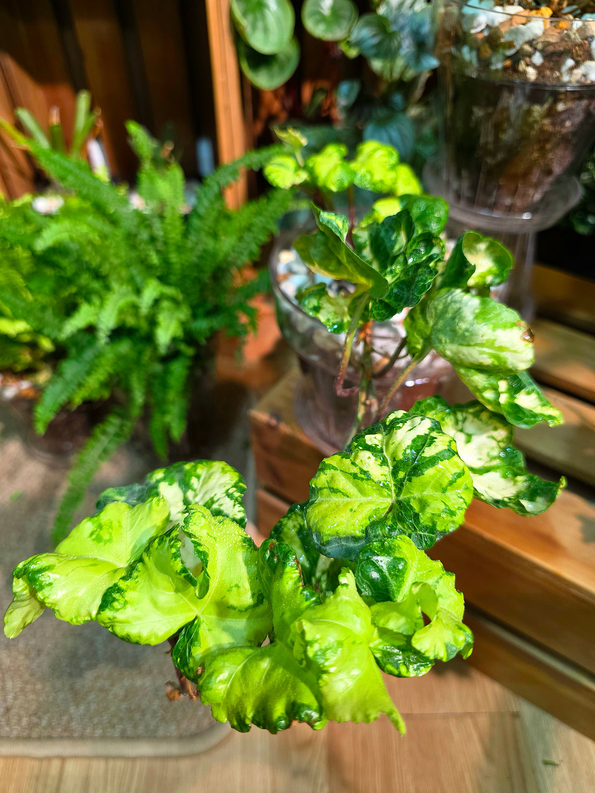 Hedera helix 'Moonlight'