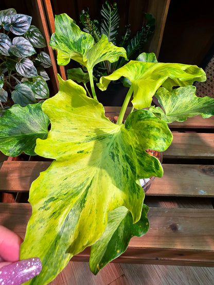 Philodendron selloum variegated 斑葉春雨蔓綠絨