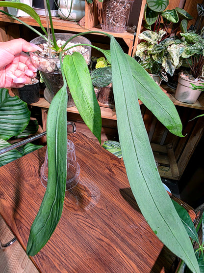 Anthurium vittariifolium 領帶花燭