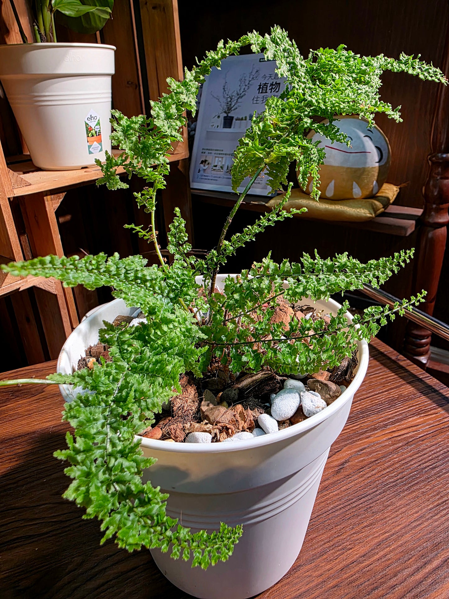 Nephrolepis exaltata cotton candy 棉花糖蕨