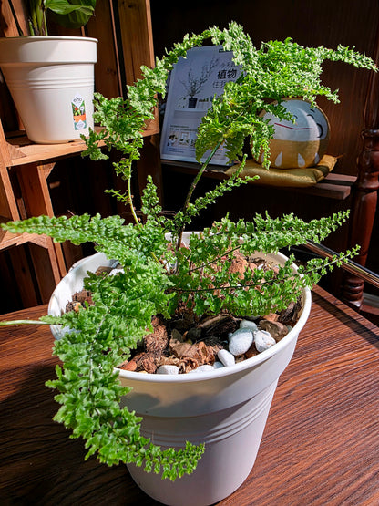 Nephrolepis exaltata cotton candy 棉花糖蕨