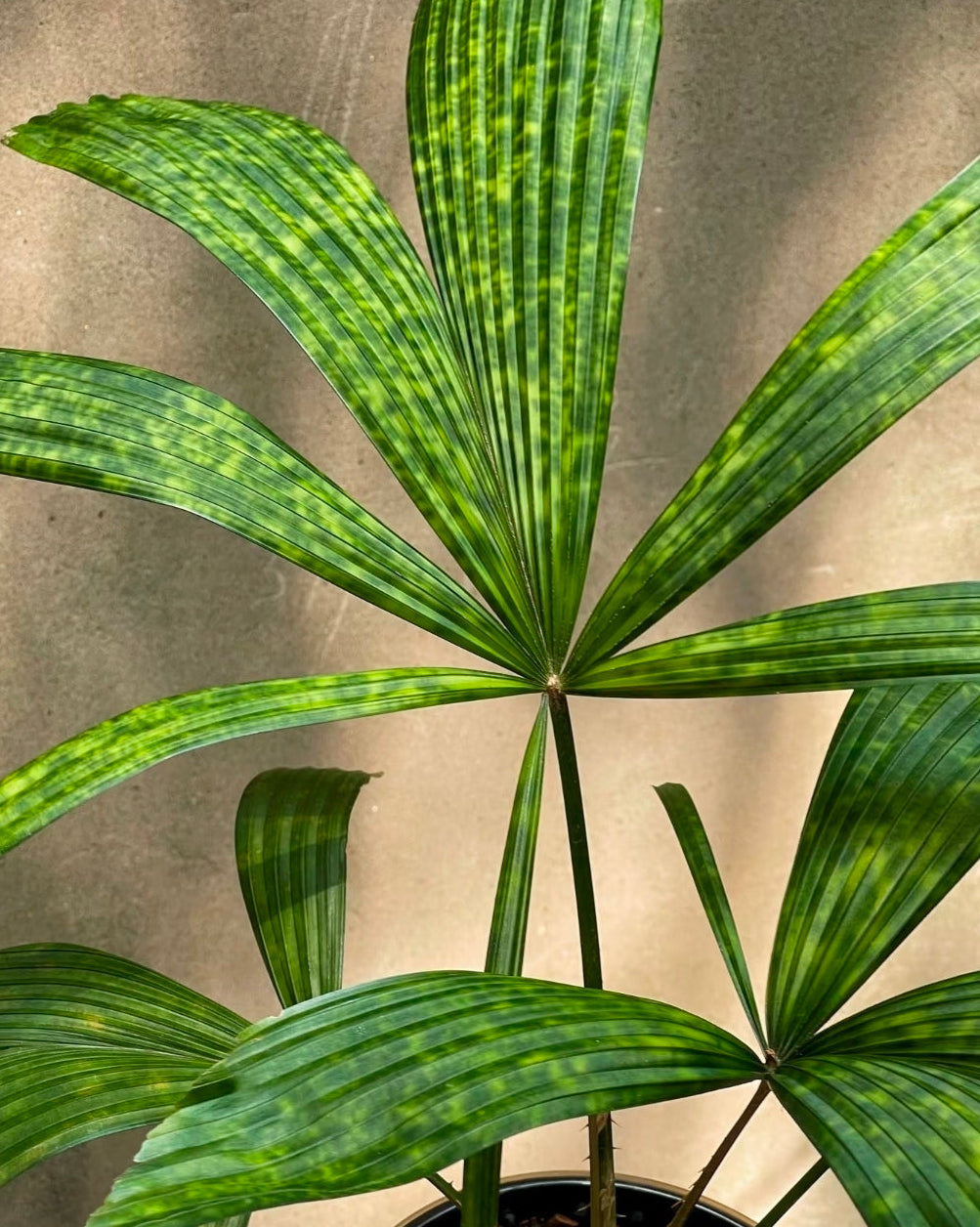 Licuala mattanensis Mapu 花斑刺棕櫚