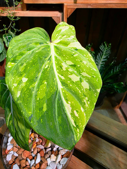 Philodendron gloriosum variegated