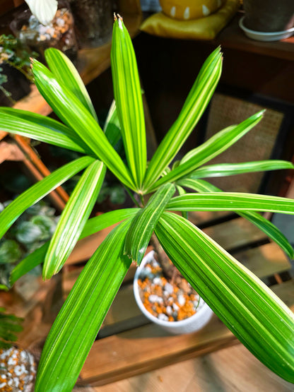 Rhapis excelsa variegated 斑葉棕竹