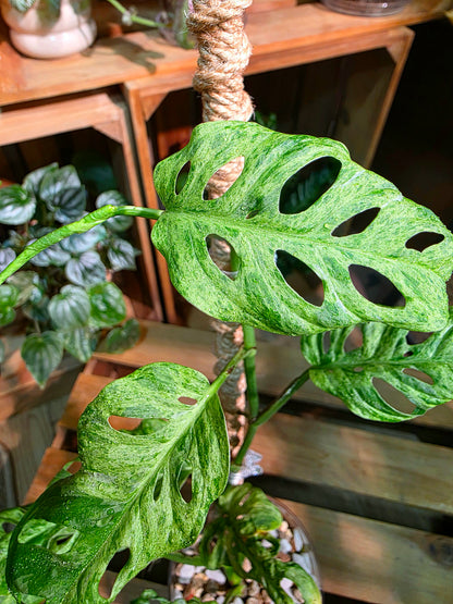 Monstera adansonii Frozen Freckles 冰凍雀斑龜背竹