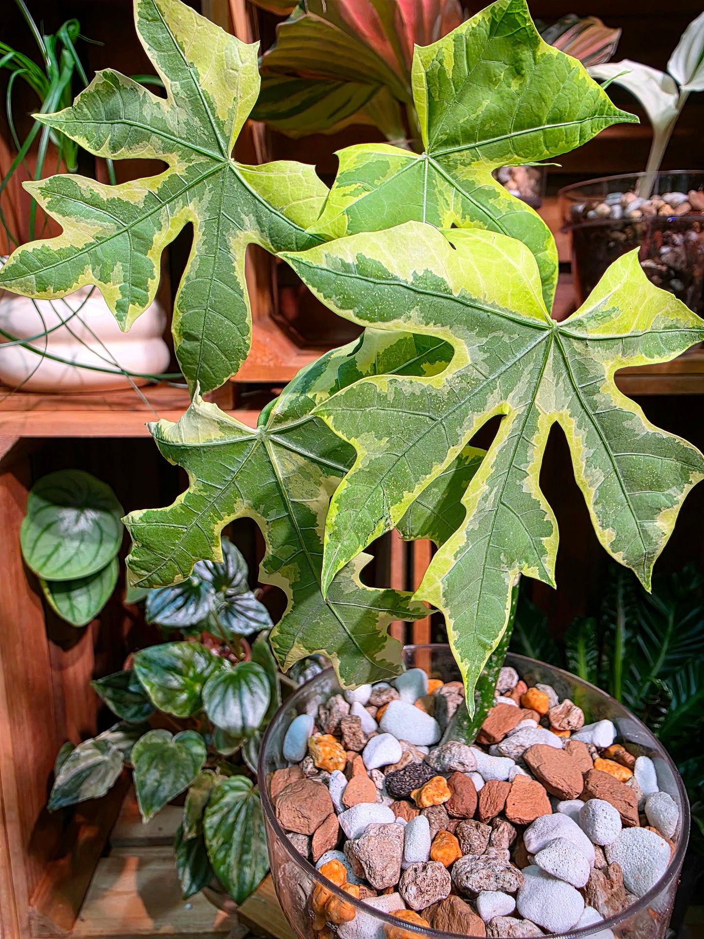 Cnidoscolus aconitifolius var. variegata