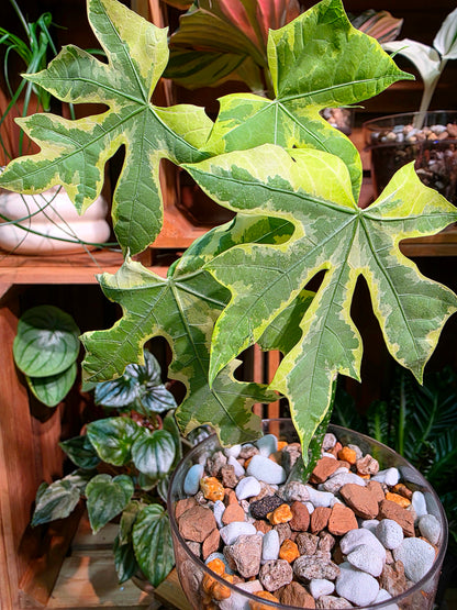 Cnidoscolus aconitifolius var. variegata