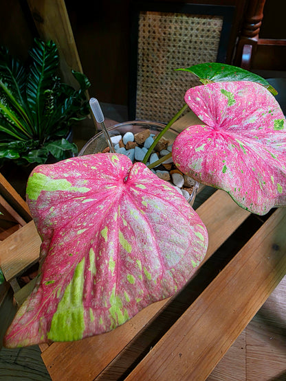 Caladium Thailand 泰國彩葉芋