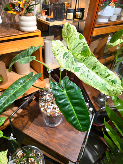 Philodendron Paraiso Verde 綠天堂蔓綠絨
