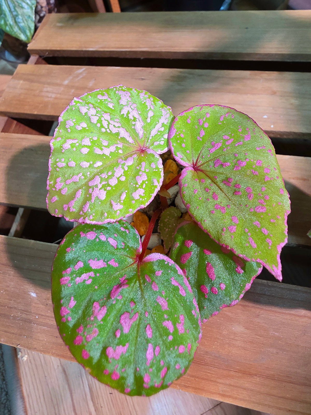 Begonia roseopunctata 圓葉粉點秋海棠