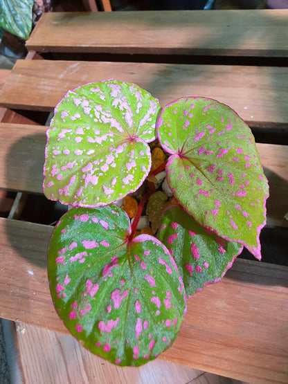 Begonia roseopunctata 圓葉粉點秋海棠