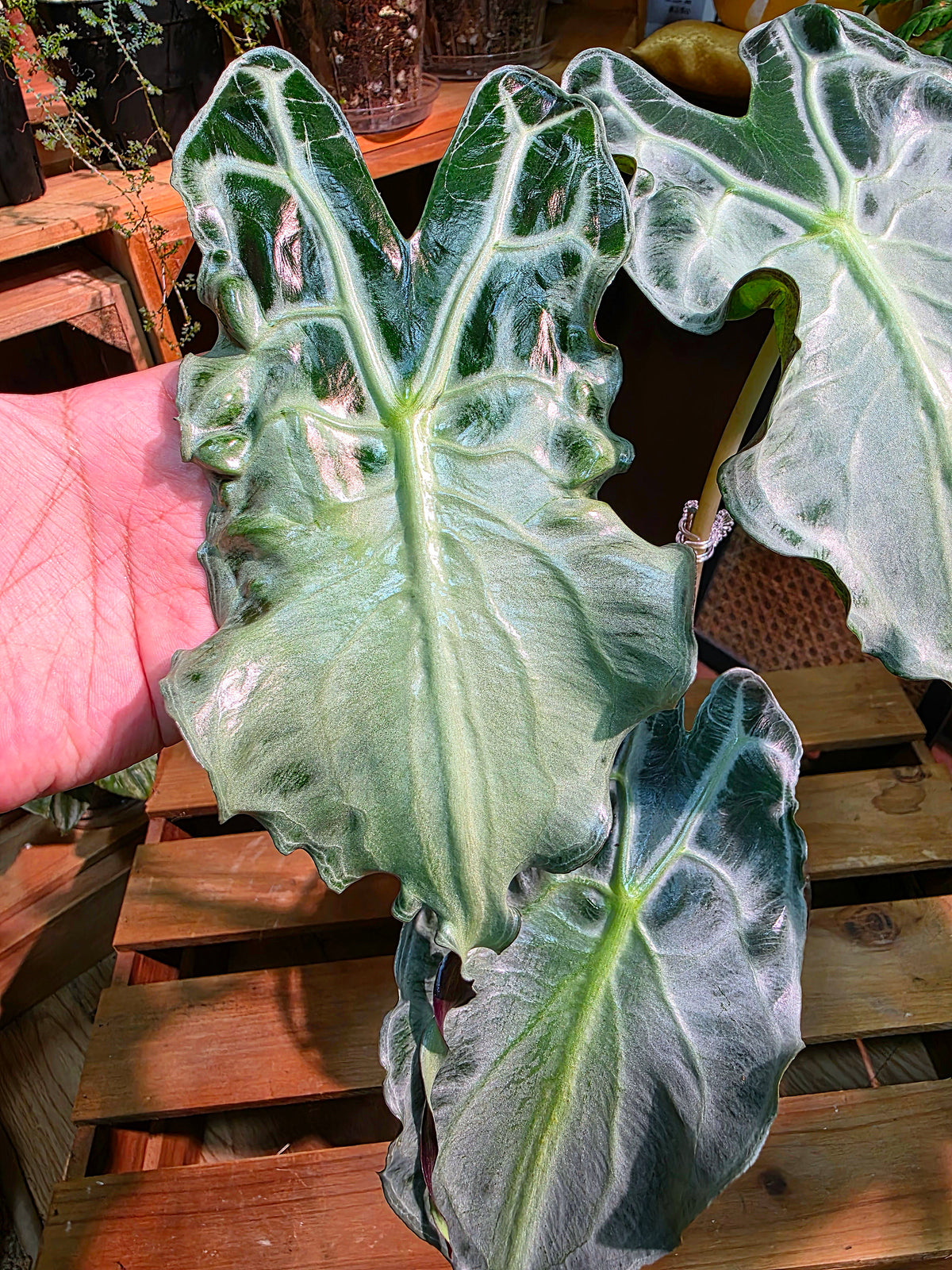 Alocasia venom 毒液海芋