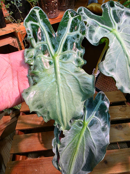 Alocasia venom 毒液海芋