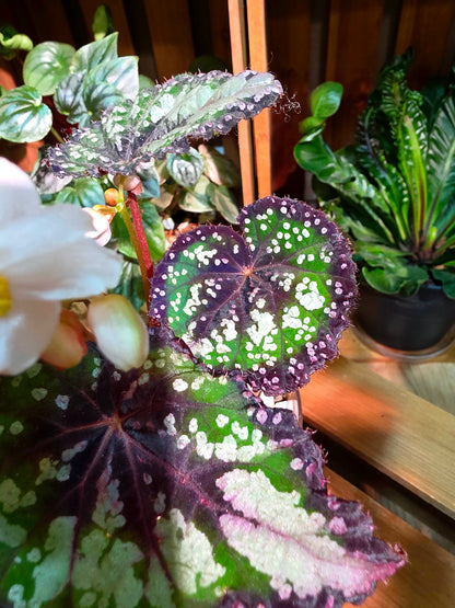 Begonia Fairytale