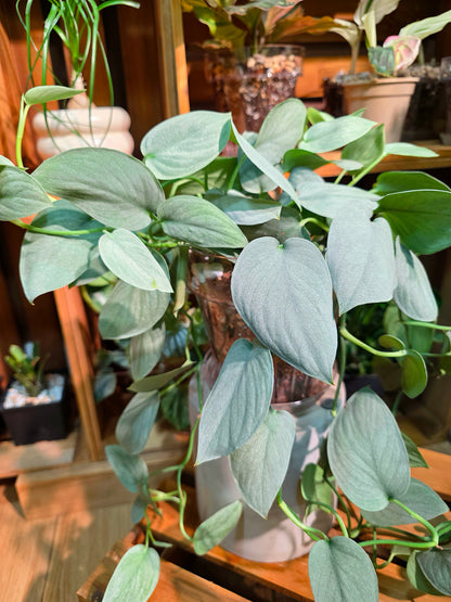 Scindapsus silver hero 銀色英雄銀斑葛